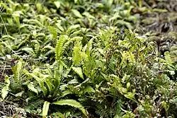 Small fronds emerging from the ground