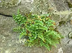 Vegetation and a rock crevice