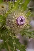 Indian Thistle