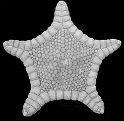 Astroceramus eldredgei