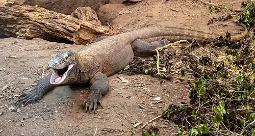 Komodo Dragon
