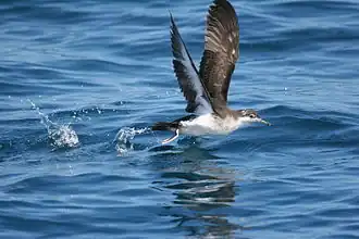 Audobon's Shearwater.jpg