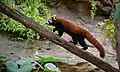 Red panda