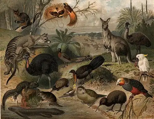 Image 37Papuan, Australian and New Zealand fauna. This image was likely first published in the first edition (1876–1899) of the Nordisk familjebok. (from Fauna)