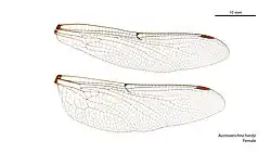 Female wings