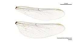 Female wings