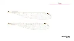 Female wings