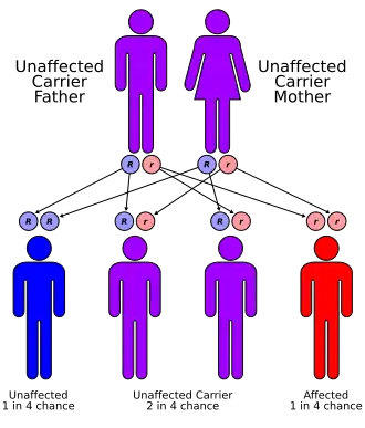 image showing how two carriers can produce one in four offspring with FRDA. This is called an autosomal-recessive pattern of inheritance.