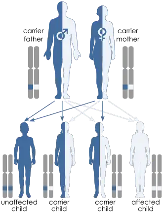 Illustration of autosomal recessive inheritance. Each parent has one blue allele and one white allele. Each of their 4 children inherit one allele from each parent such that one child ends up with two blue alleles, one child has two white alleles and two children have one of each allele. Only the child with both blue alleles shows the trait because the trait is recessive.