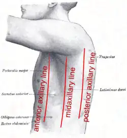 The left side of the thorax with lines labeled