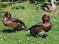 Ferruginous ducks