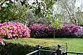 Azaleas at Houston's River Oaks Garden Club. The Club sponsors Houston's renowned "Azalea Trail"