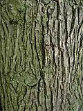 Bark of Hove Recreation Ground tree