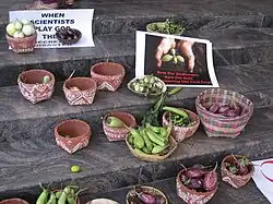 A photograph showing a variety of brinjal cultivars