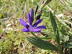 Babiana angustifolia