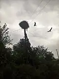 Storks flying over the village