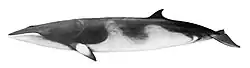 Common minke whale illustration with a dark top, creamy underside with a creamy stripe on the pectoral fins, a long robust body, and a dorsal fin near the tail
