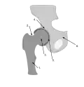 Details of hip joint. Femur Femoral Neck Femoral Head Acetabulum Acetabular labrum Pelvis