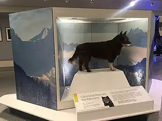 A large, four-sided structure with a glass panel on one side that houses the taxidermy remains of Balto, who is standing on top of a large white platform. At the base of the structure and underneath the white platform is a panel that includes the following text: "Cleveland Rescues the Rescuers... In 1925, an Alaskan sled dog named Balto saved lives in Nome. In 1927, the citizens of Cleveland saved Balto!"