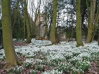 A view of the snowdrops in the gardens at Bank Hall