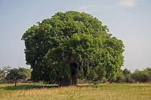 In full leaf at Bagamoyo, Tanzania