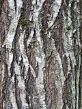 Bark of 20-year-old tree