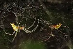 Mecynogea lemniscata: courtship