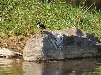 Bavali river at Palappuzha