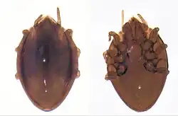 Specimen of Uroobovella (Mesostigmata, Urodinychidae)