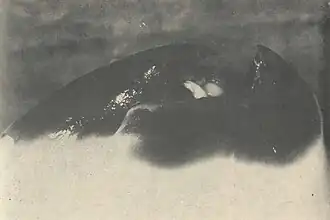 #169 (23/10/1964), Beak of the White Bay giant squid (Aldrich & Brown, 1967:7, fig.)