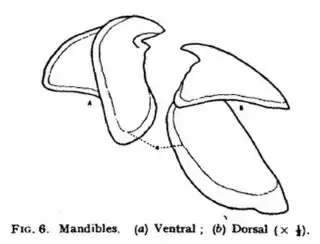 #111 (12/11/1935), Upper and lower beaks (Frost, 1936:93, fig. 6; see also radular teeth)