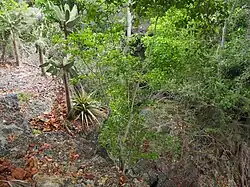 Habitat of S. ariasae in Beata island. Large trees grow on certain parts of the island, including sinkholes, which are surrounded by xeric scrub.
