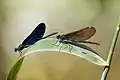 Calopteryx virgo