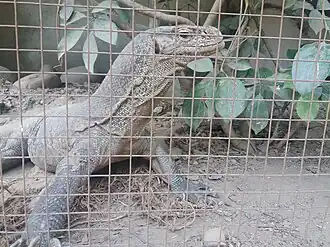 Bengal monitor
