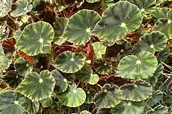 'Nigra Magra' cultivar