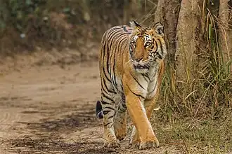 Jim Corbett National Park the oldest national park in India, famous for tigers