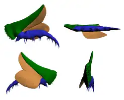 Biramous limb of Sidneyia inexpectans[1][a]