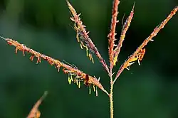 The flowerhead in bloom