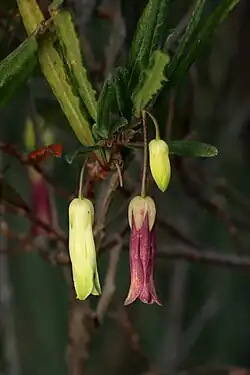 Two narrow dangling flowers, one yellow-green, one maroon, and a few narrow leaves