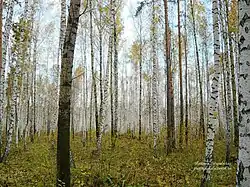 Birch forest, Nizhnetavdinsky District