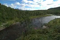 Photo de bouleaux bordant un cours d'eau dans la vallée de Tjulträsk.