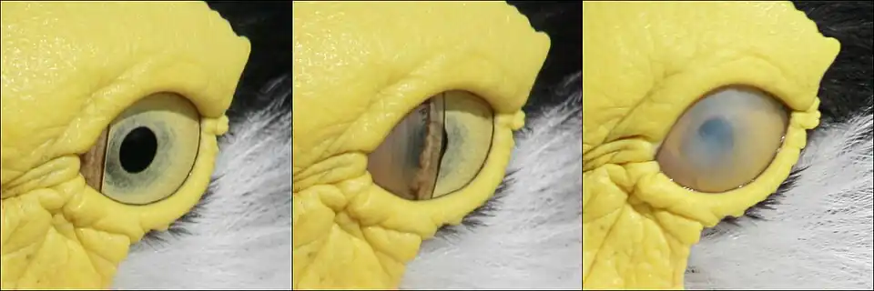 A masked lapwing blinking the left eye (the nictitating membrane is used rather than the eyelids). Note origin of the membrane from the medial canthus.