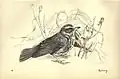 'Redwing,' from plate 19 of Birds from Moidart and elsewhere (1895)