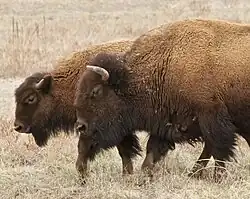 Bison mother and calf