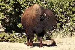 Plains bison (Bison bison bison)
