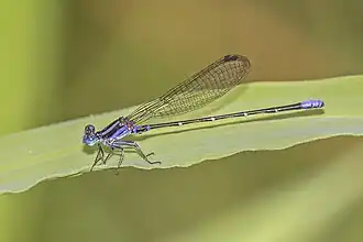 Black-and-purple dancer A. oculata, male purple form