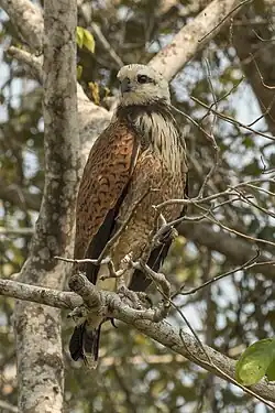 immature bird Mato Grosso do Sul, Brazil
