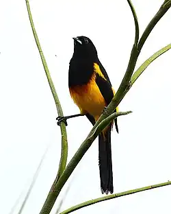 yellow crissum distinguishes this species from the otherwise similar black-vented oriole