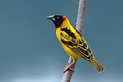 Male P. c. bohndorffi, Uganda