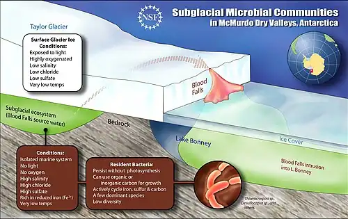 Image 26A schematic cross-section of the subglacial pool beneath Taylor Glacier and its outflow, Blood Falls. Image credit: Zina Deretsky / US National Science Foundation (from Subglacial lake)
